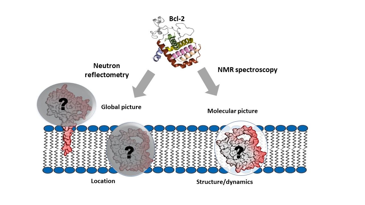 Schematic representation of two complementary biophysical approaches to elucidate structural and positional information for proteins in their membrane environment.