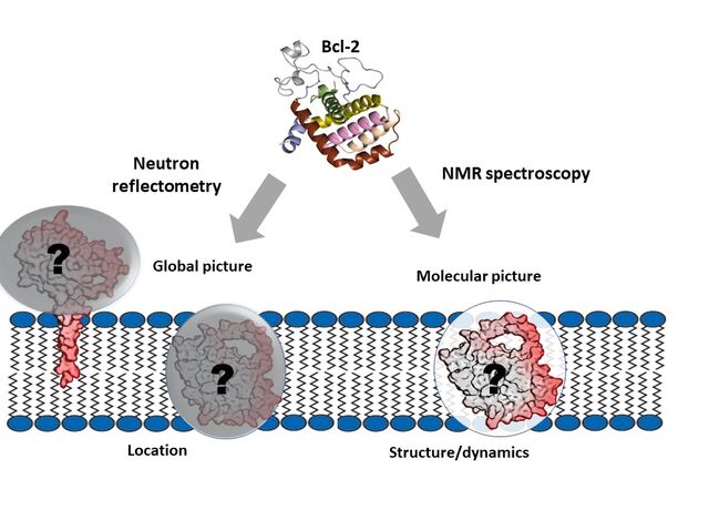 Schematic representation of two complementary biophysical approaches to elucidate structural and positional information for proteins in their membrane environment.