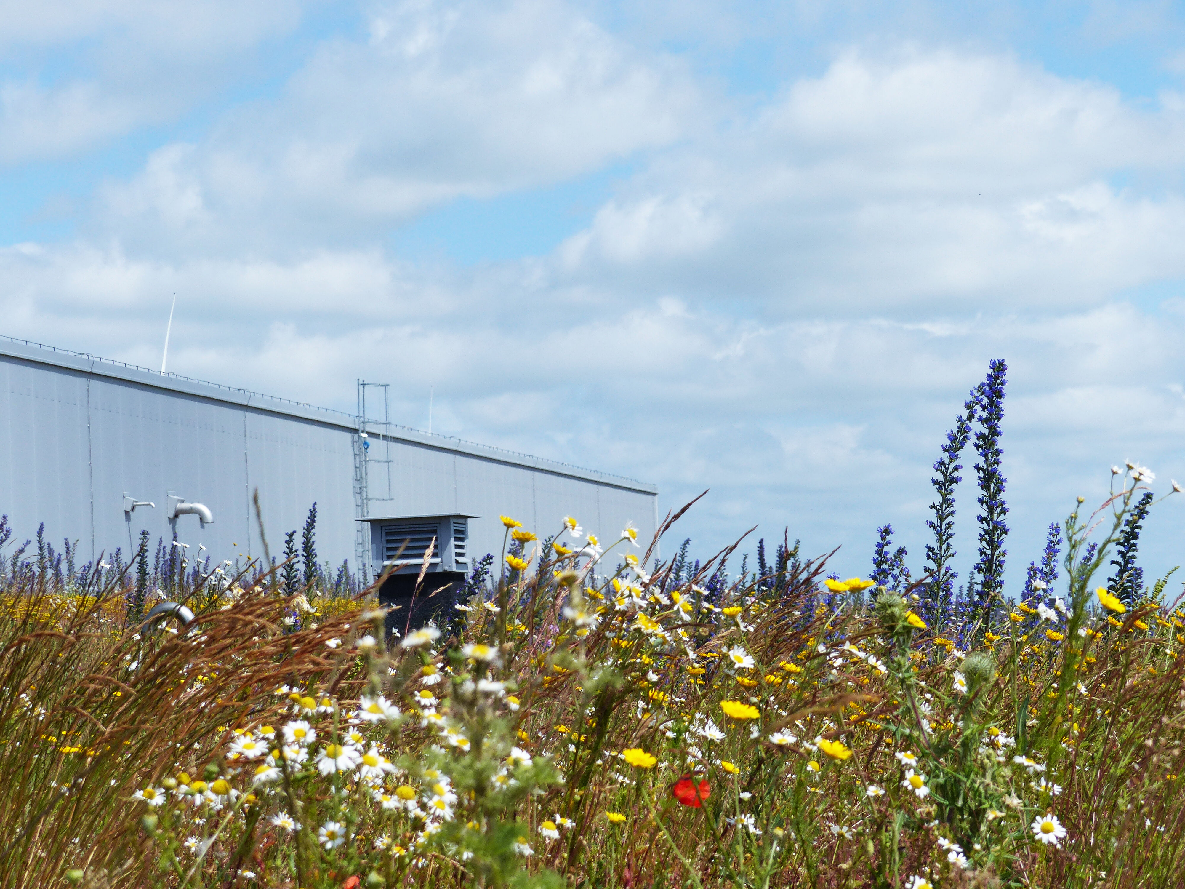 Summer flowers at ESS