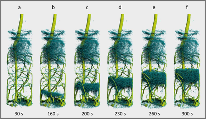 lupin root tomograph