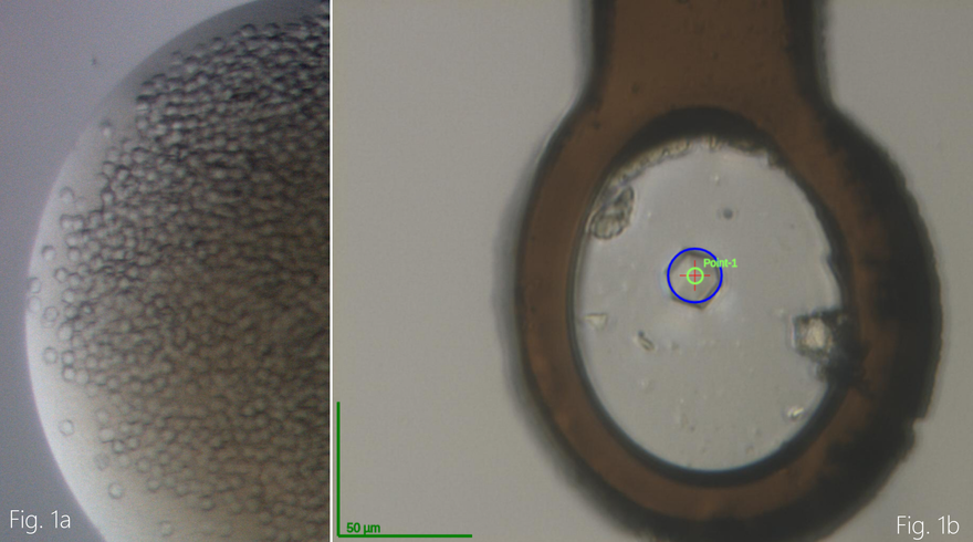 Crystals of SARS CoV-2 Nsp10