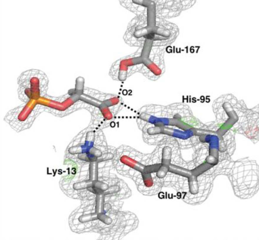 Joint X-ray/neutron structure of PGA-TIM 