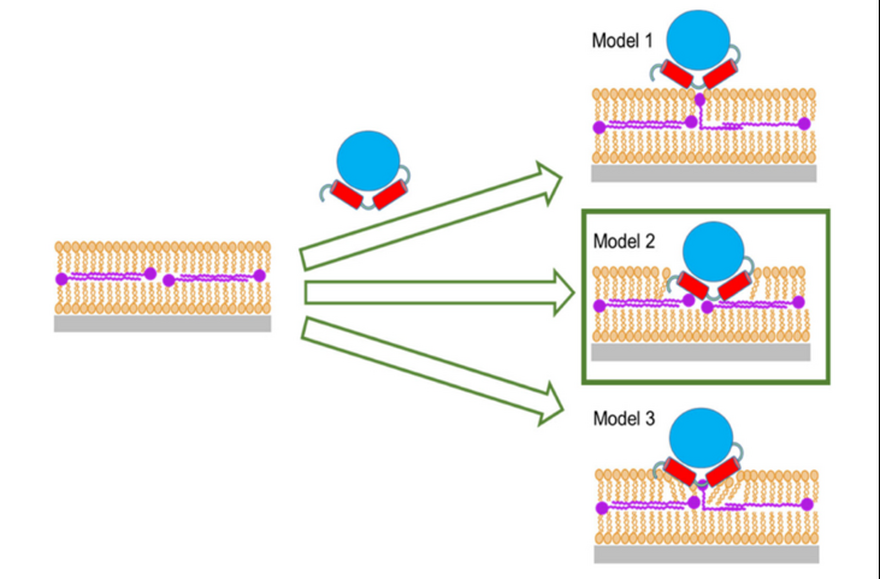 Potential models for the interaction of Class II DHODHs 