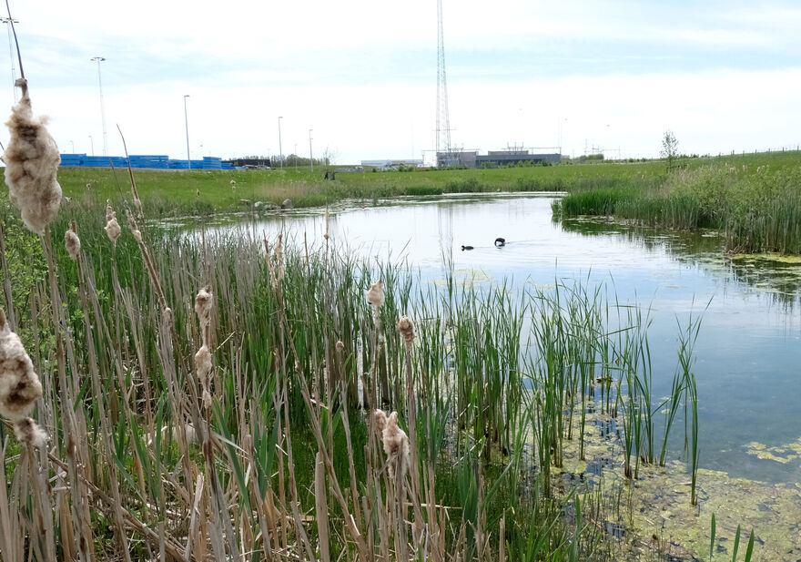 Ducks on pond