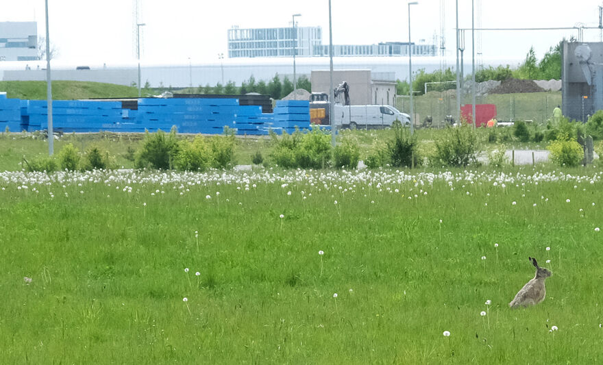 Hare on the ESS site