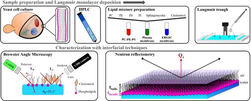 Fabricating Langmuir monolayers of natural lipids to mimic single membrane leaflets in situ. Top: Sample preparation and Langmuir monolayer deposition. Below: Characterisation using Brewster angle microscopy and neutron reflectometry 