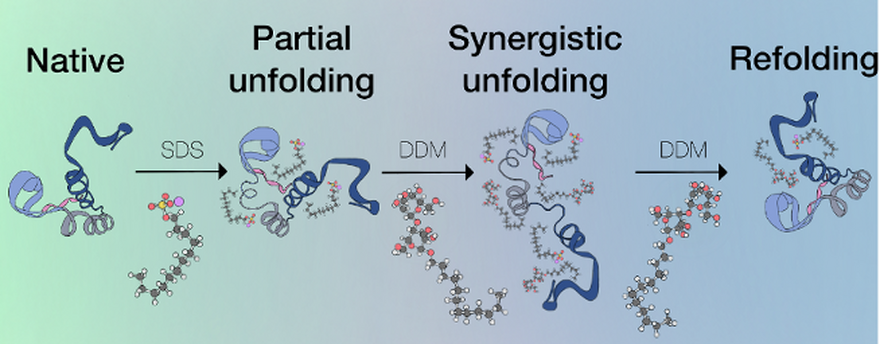 Protein structure